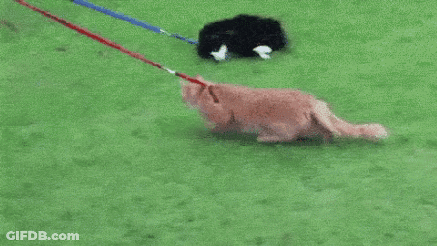 Cat Walking And Cat Getting Dragged GIF