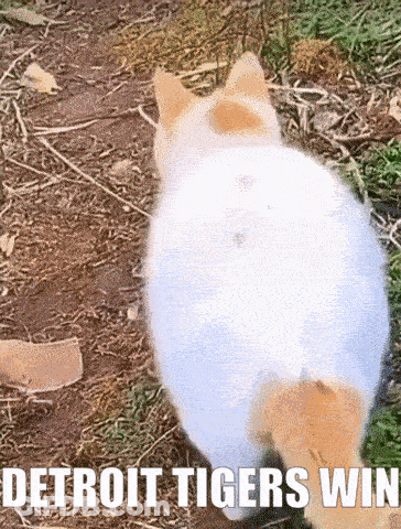 Cat Walking Detroit Tigers Win GIF