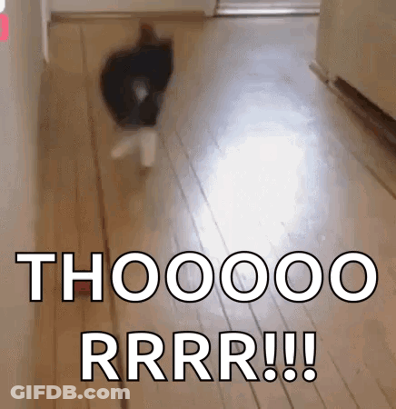 Cat Walking Down Hallway Saying Thooooo Rrr GIF