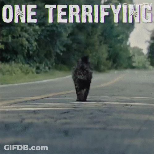 Cat Walking Down Road Saying One Terrifying GIF