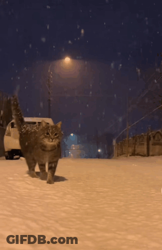 Cat Walking Down Snowy Street GIF