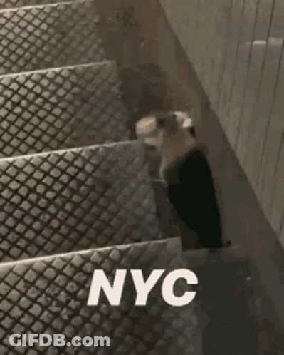 Cat Walking Down Stairs NYC GIF