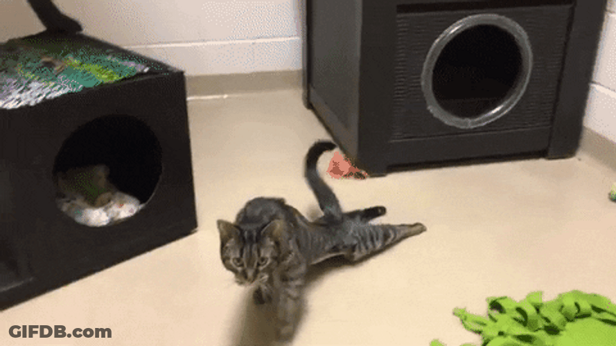 Cat Walking Dragging Feet Funny GIF