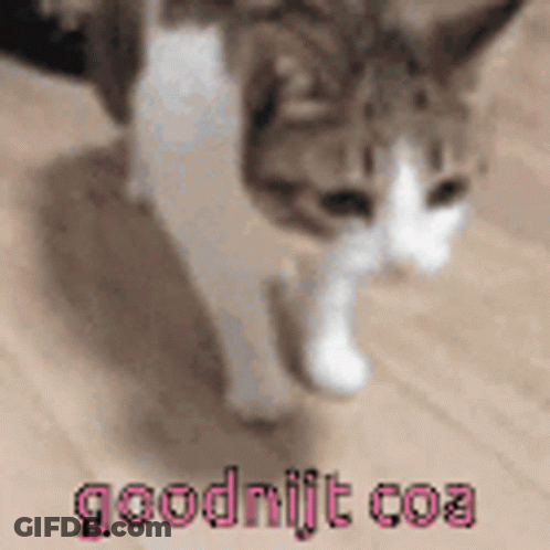 Cat Walking Goodnight Coa GIF