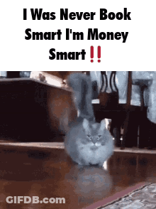 Cat Walking I Never Book Smart Money Smart GIF
