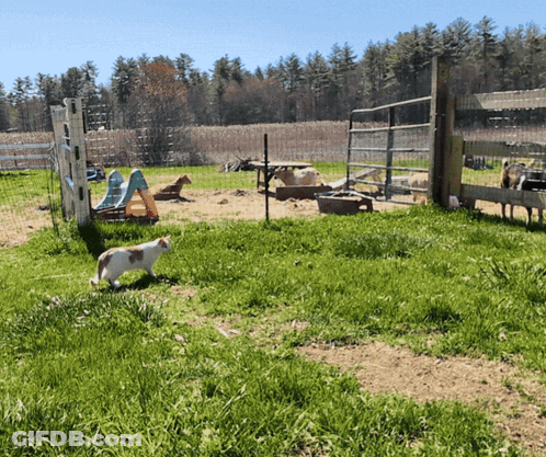 Cat Walking In Grassy Area With Sign That Says A GIF