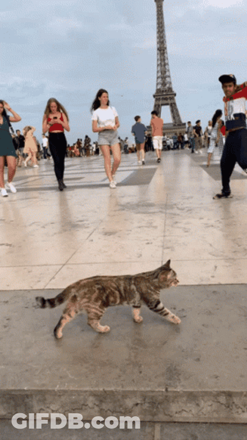 Cat Walking In Paris GIF