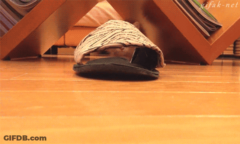 Cat Walking Kitten Slippers GIF