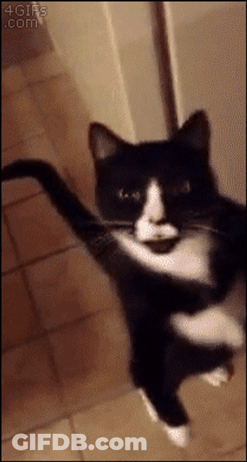 Cat Walking Like Human GIF