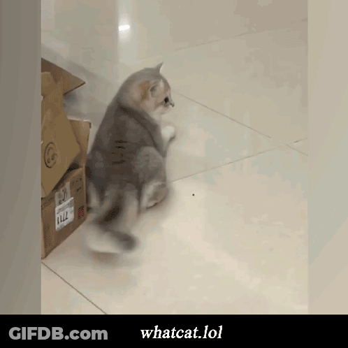 Cat Walking Next To Box Saying Llz GIF