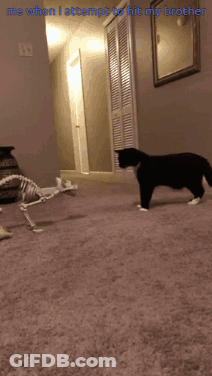 Cat Walking Next To Skeleton Me When I Attempt To Hit My Brother GIF