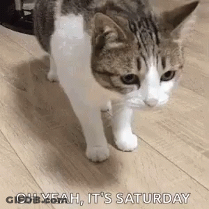 Cat Walking Oh Yeah It's Saturday GIF