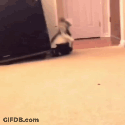 Cat Walking On Carpeted Floor GIF