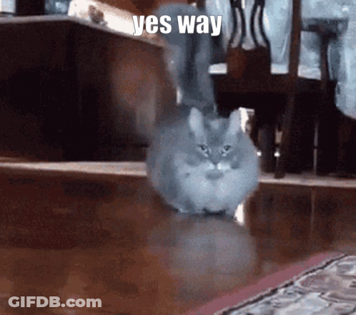 Cat Walking On Floor With Yes Way GIF