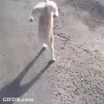 Cat Walking On Hind Legs On Dirt Path GIF