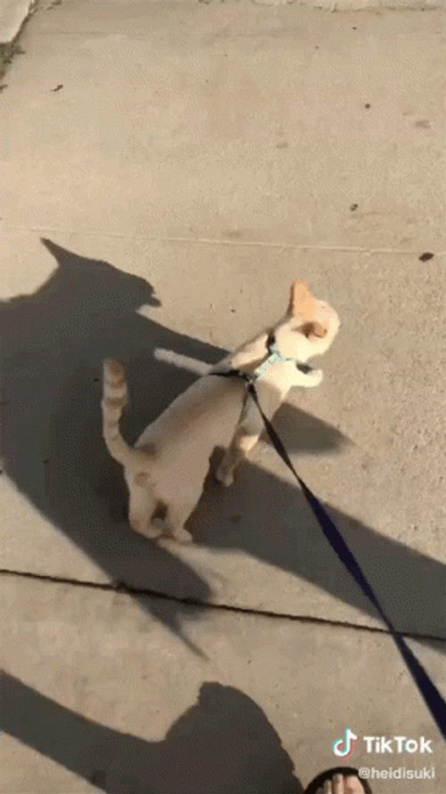 Cat Walking On Leash Streets GIF