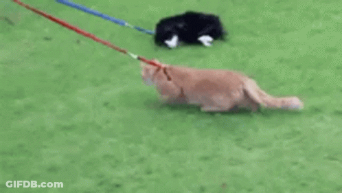 Cat Walking On Leash With Shadow GIF