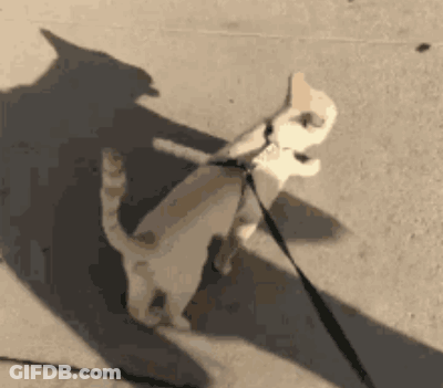 Cat Walking On Leash With Shadow GIF