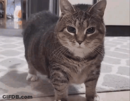 Cat Walking On Rug In Living Room GIF