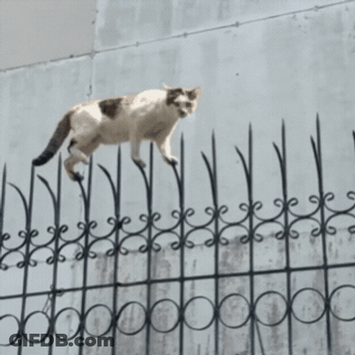 Cat Walking On Sharp Fences GIF