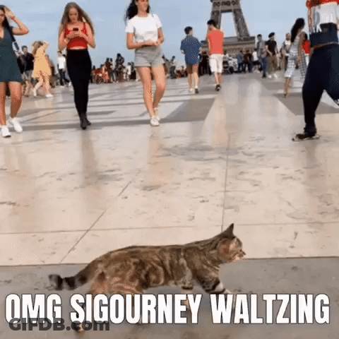 Cat Walking On Tiled Floor In Front Of People GIF