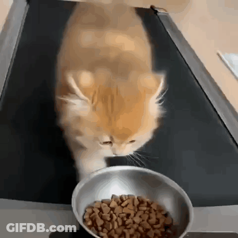 Cat Walking On Treadmill Eating GIF