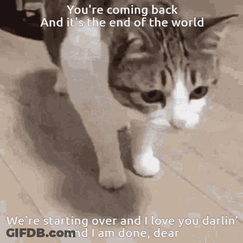 Cat Walking On Wood Floor Saying You're Coming Back GIF