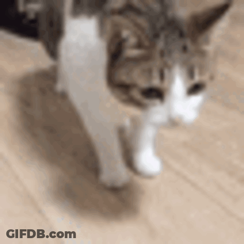 Cat Walking On Wooden Floor GIF