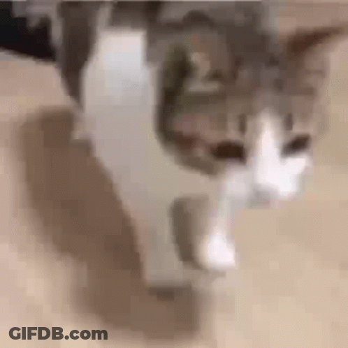 Cat Walking On Wooden Floor Blurry Photo GIF