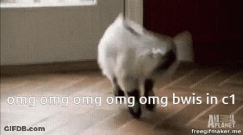 Cat Walking On Wooden Floor Saying OMG OMG OMG OMG Bwis In C1 GIF