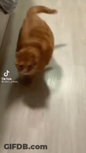 Cat Walking On Wooden Floor TikTok GIF