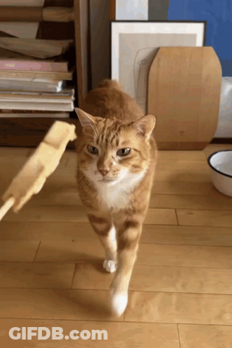 Cat Walking On Wooden Floor With Bowl GIF