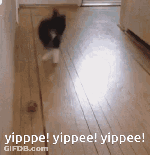 Cat Walking On Wooden Floor Yippee GIF