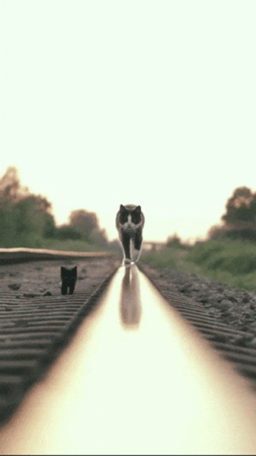 Cat Walking Reflective Line Cool GIF