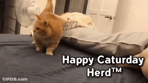 Cat Walking Saying Oh Yeah It's Saturday GIF
