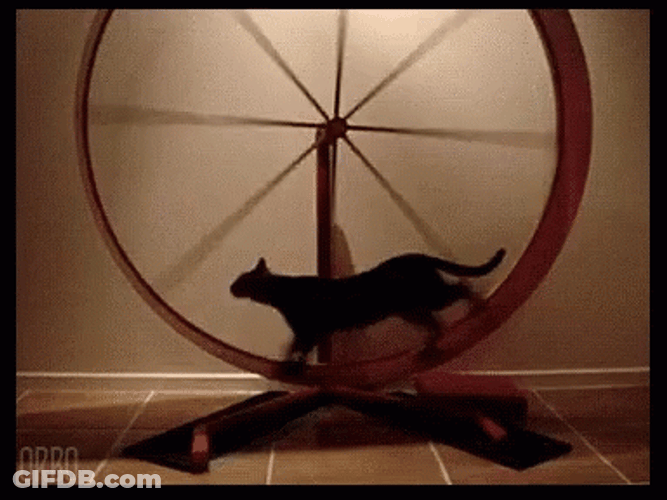 Cat Walking Spinning Wheel GIF