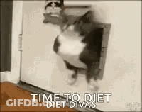 Cat Walking Through Cat Door GIF