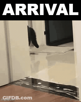 Cat Walking Through Door Saying Arrival GIF