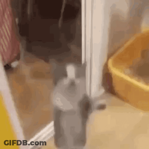 Cat Walking Through Doorway Next To Litter Box GIF