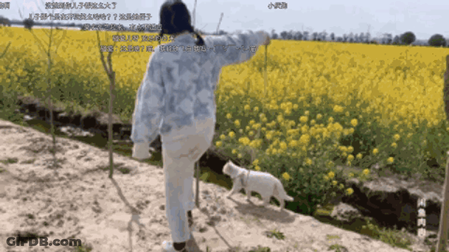 Cat Walking Through Flower Field GIF
