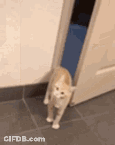 Cat Walking Through Open Door On Tile Floor GIF