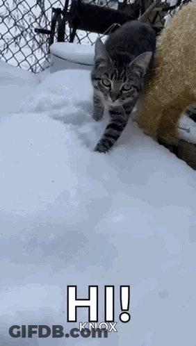 Cat Walking Through Snow Saying Hi Knox GIF