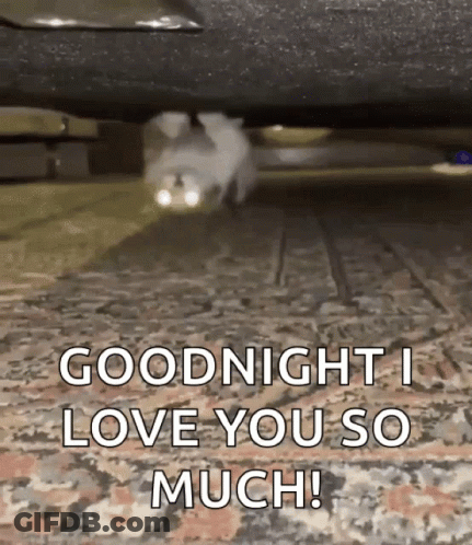 Cat Walking Under Car Saying Goodnight I Love You GIF