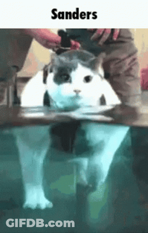 Cat Walking Under Water GIF