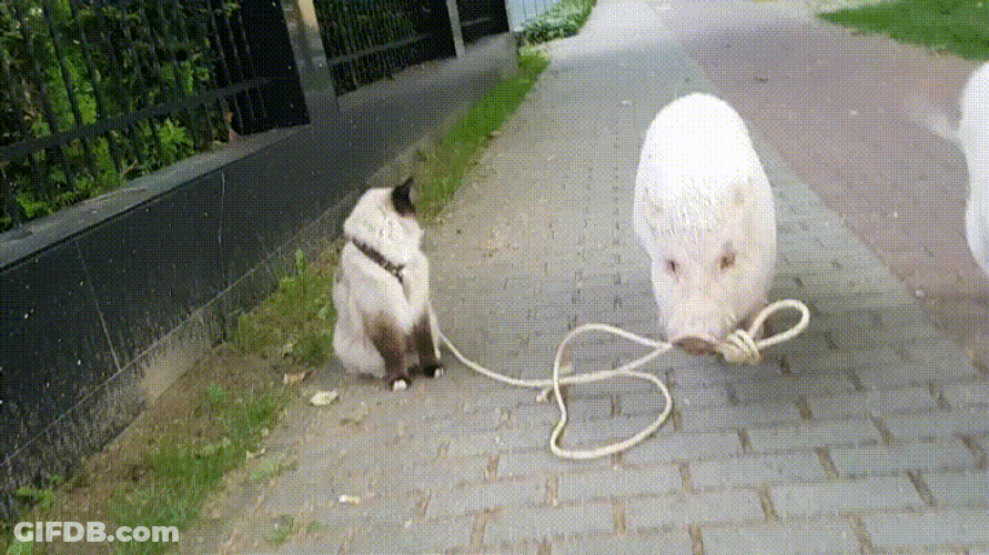 Cat Walking With Baby Pigs GIF