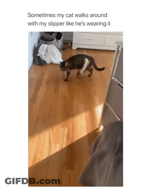 Cat Walking With One Slipper GIF