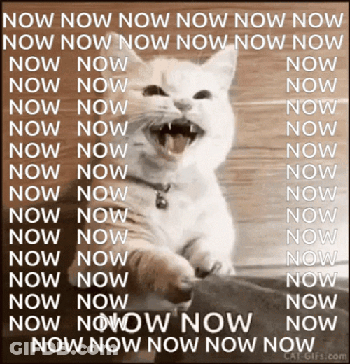 Cat Want It Now GIF
