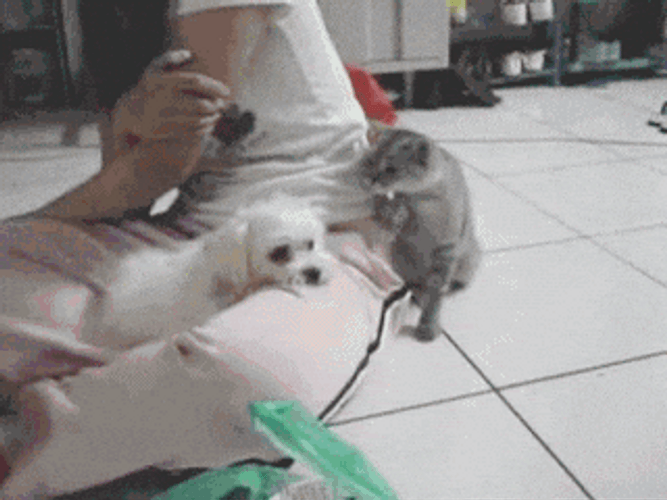 Cat Wants The Dog To Back Off GIF