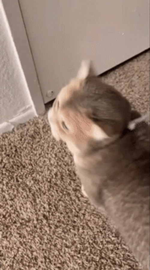 Cat Wants To Go Out Meow GIF