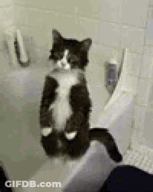 Cat War GIF